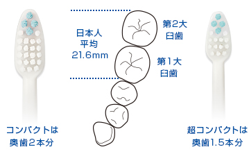 コンパクトは奥歯２本分　超コンパクトは奥歯1.5本分