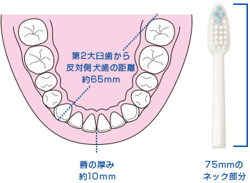 一番奥の歯までラクラク届きます。