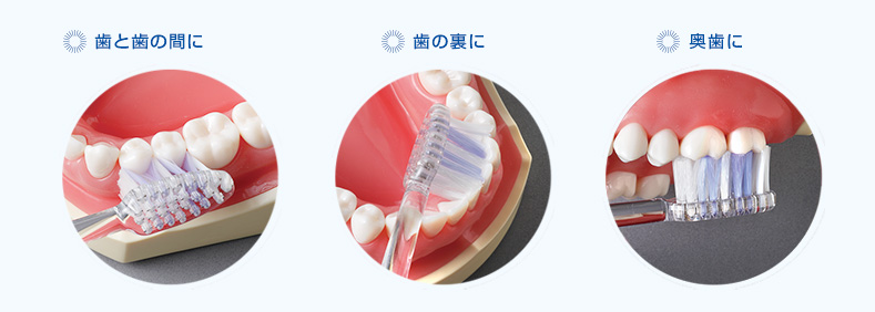 歯と歯の間に。歯の裏に。奥歯に。