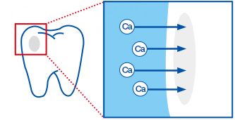 フッ素がカルシウムの吸収を促進し、丈夫で強い歯に導きます。